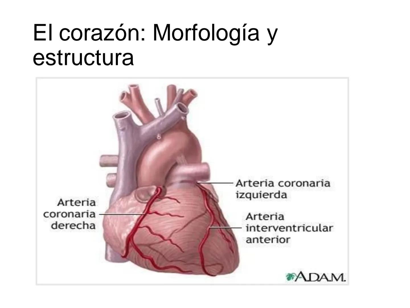 # Anatomía y fisiología del aparato circulatorio
TOC - 085 # GENERALIDADES
* El sistema cardiovascular está formado por el corazón y los va