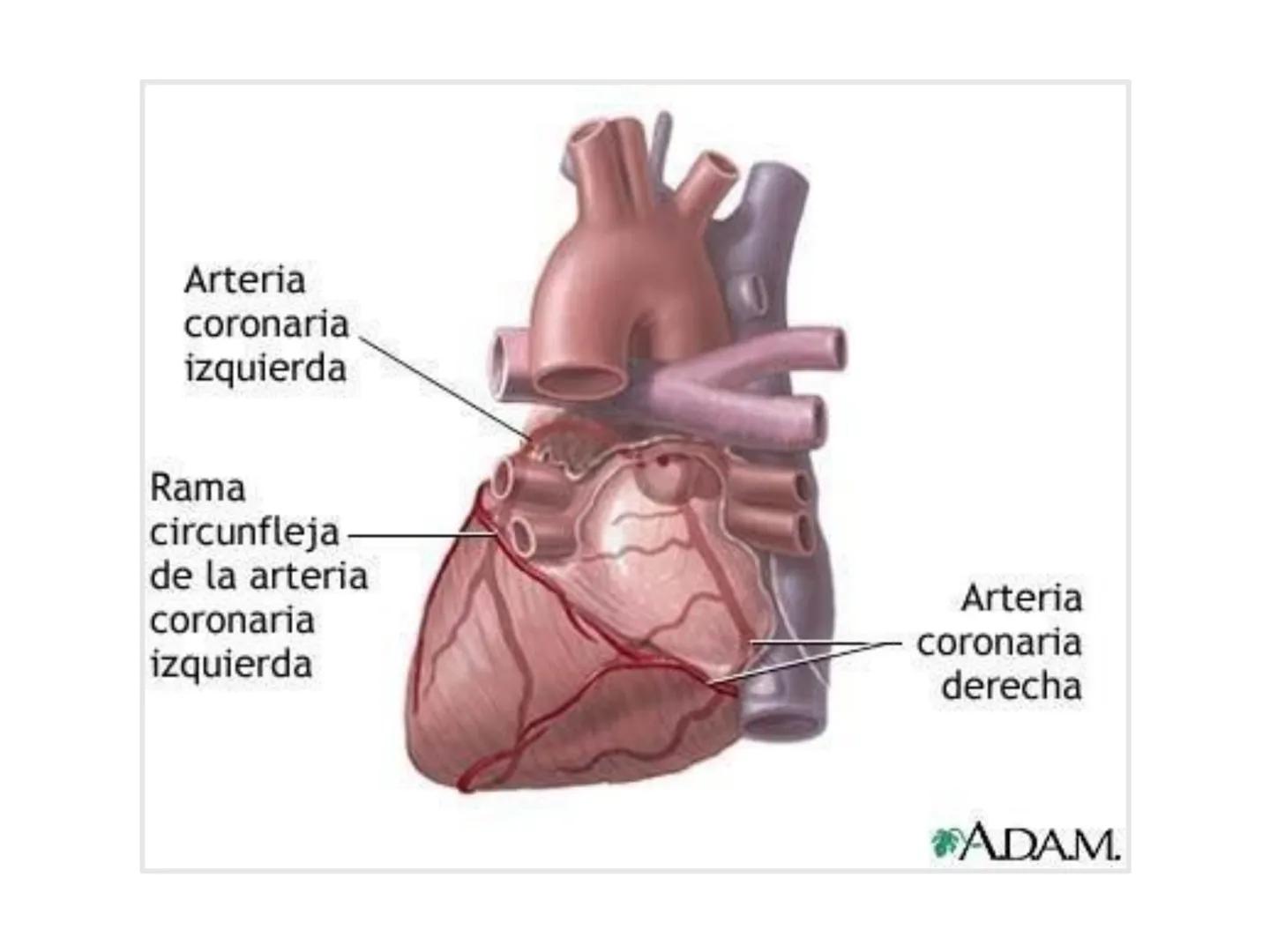 # Anatomía y fisiología del aparato circulatorio
TOC - 085 # GENERALIDADES
* El sistema cardiovascular está formado por el corazón y los va