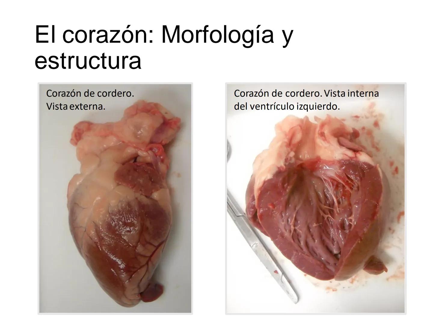 # Anatomía y fisiología del aparato circulatorio
TOC - 085 # GENERALIDADES
* El sistema cardiovascular está formado por el corazón y los va