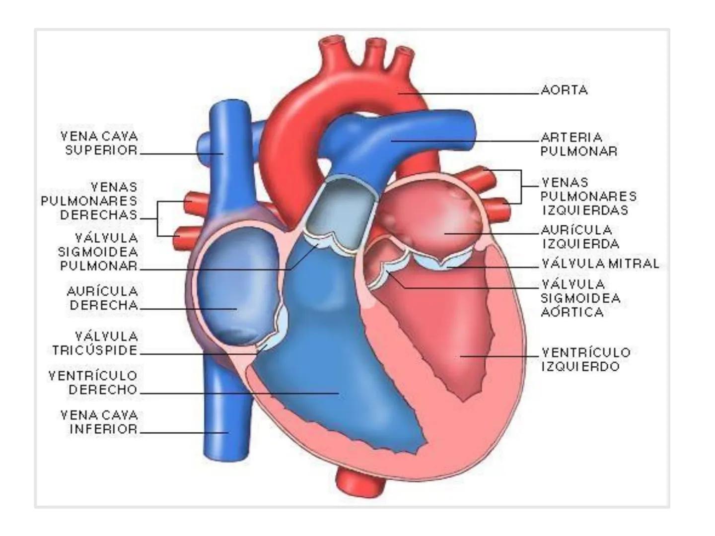 # Anatomía y fisiología del aparato circulatorio
TOC - 085 # GENERALIDADES
* El sistema cardiovascular está formado por el corazón y los va