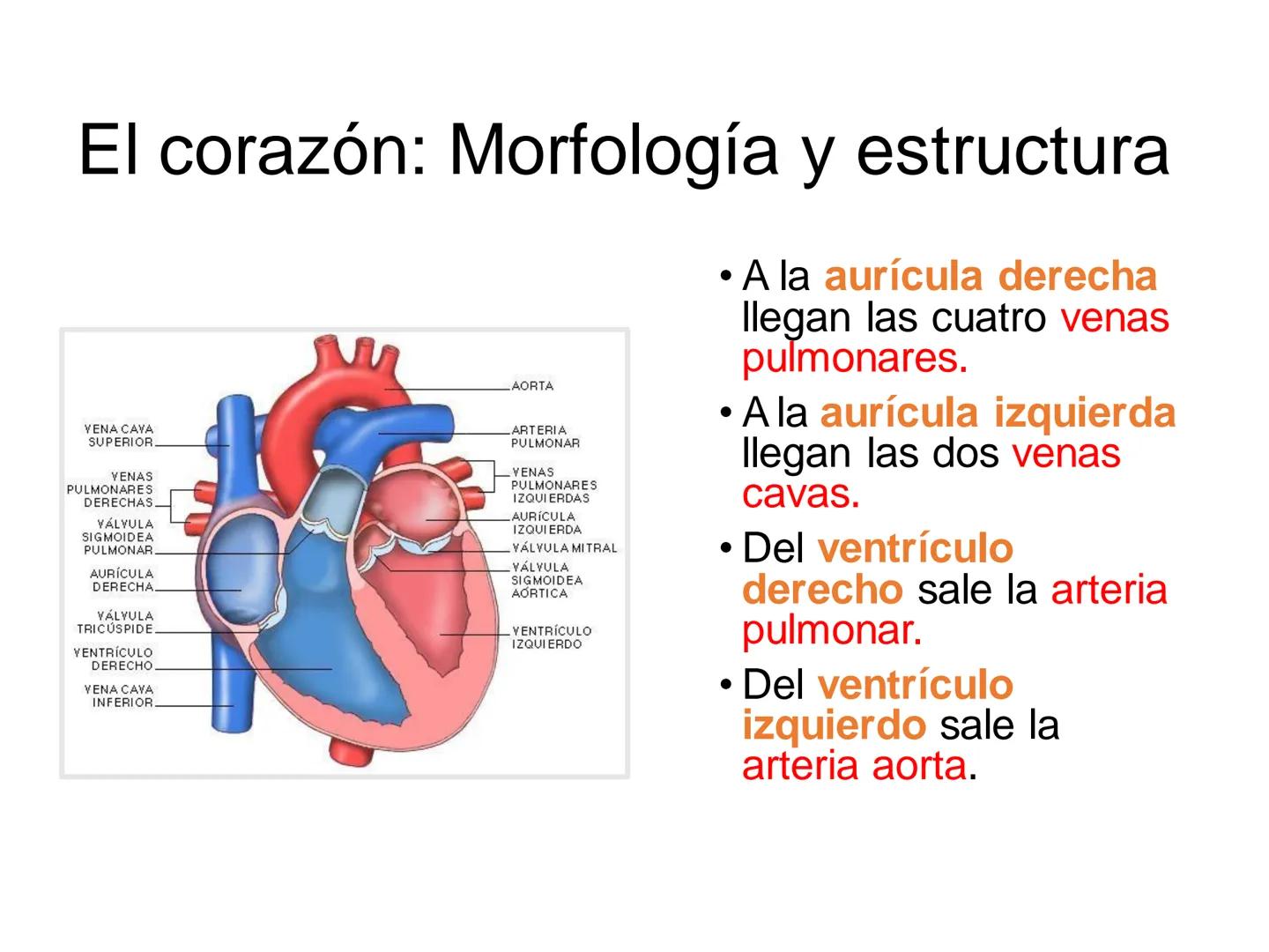 # Anatomía y fisiología del aparato circulatorio
TOC - 085 # GENERALIDADES
* El sistema cardiovascular está formado por el corazón y los va
