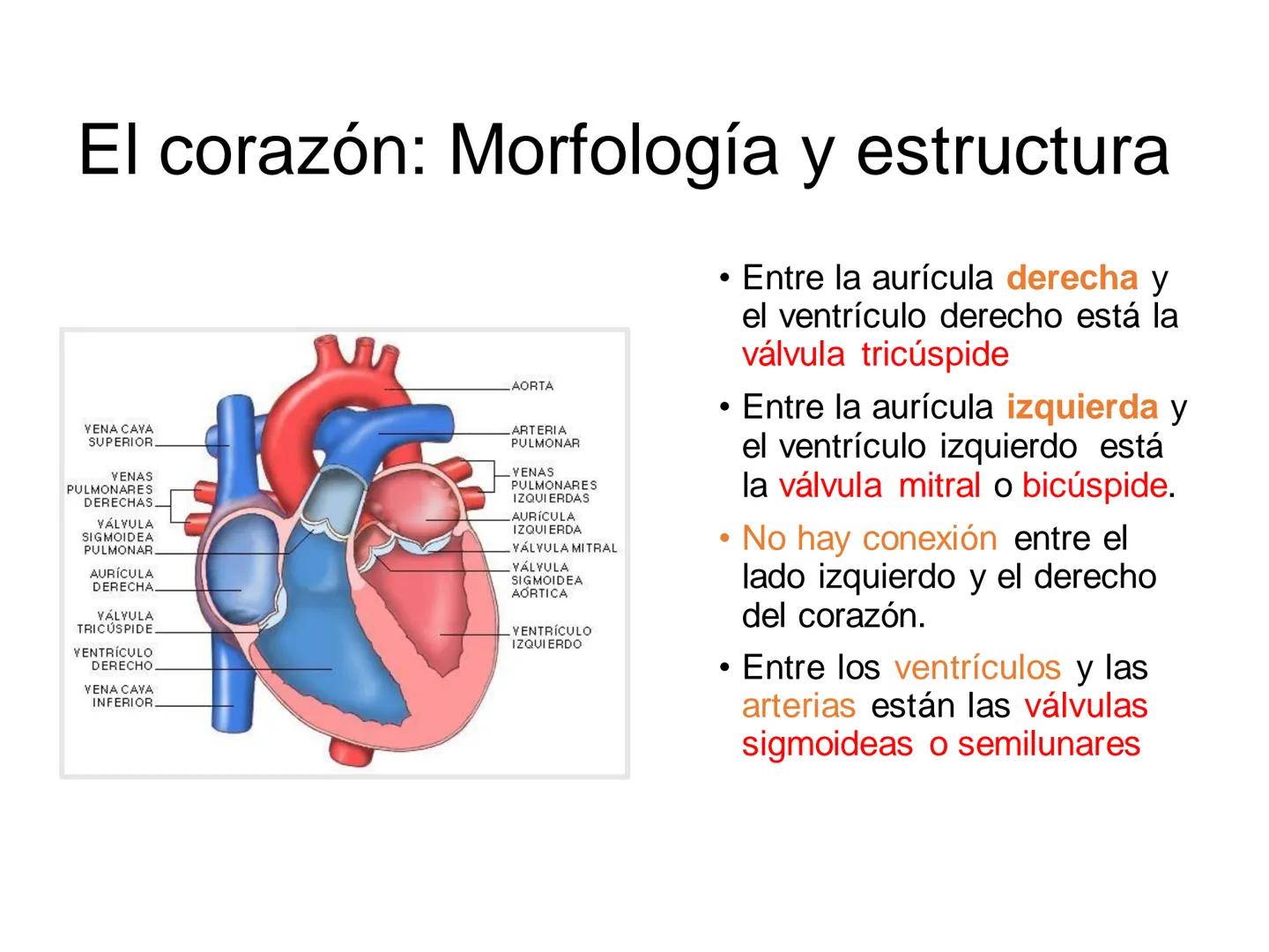 # Anatomía y fisiología del aparato circulatorio
TOC - 085 # GENERALIDADES
* El sistema cardiovascular está formado por el corazón y los va