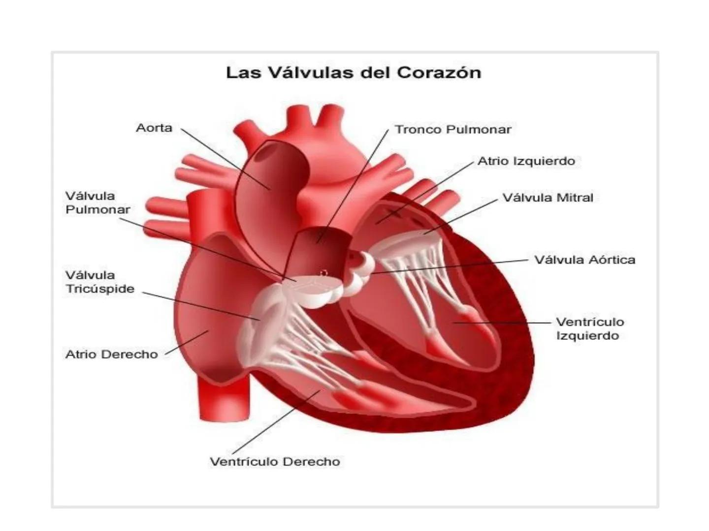 # Anatomía y fisiología del aparato circulatorio
TOC - 085 # GENERALIDADES
* El sistema cardiovascular está formado por el corazón y los va