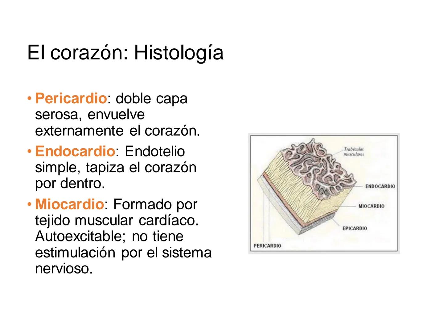# Anatomía y fisiología del aparato circulatorio
TOC - 085 # GENERALIDADES
* El sistema cardiovascular está formado por el corazón y los va