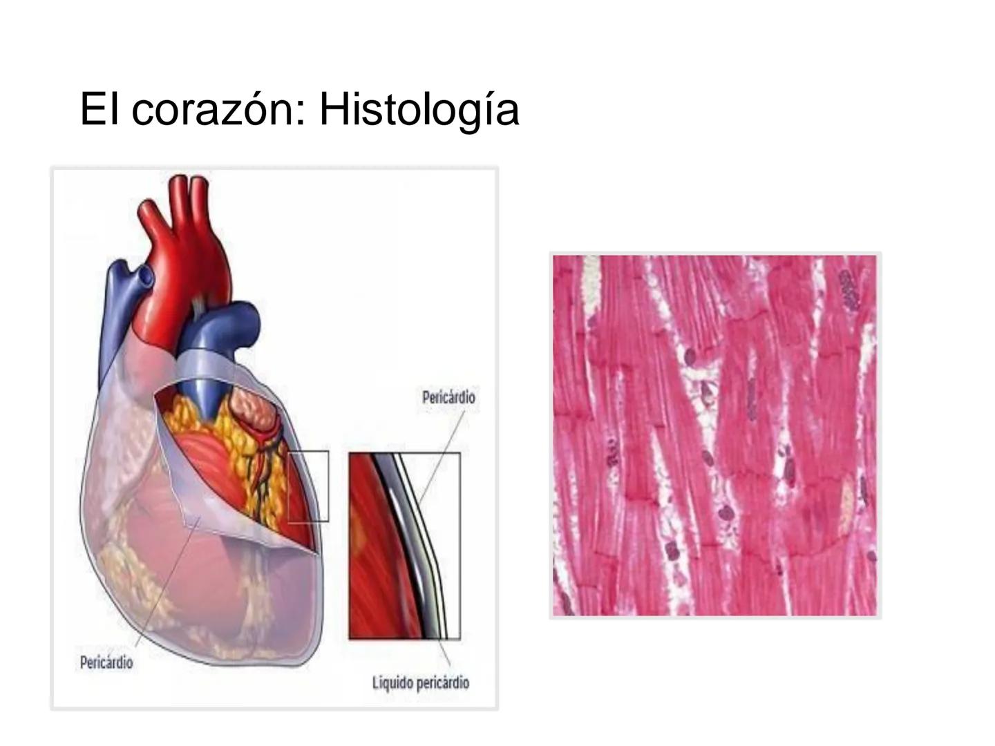 # Anatomía y fisiología del aparato circulatorio
TOC - 085 # GENERALIDADES
* El sistema cardiovascular está formado por el corazón y los va