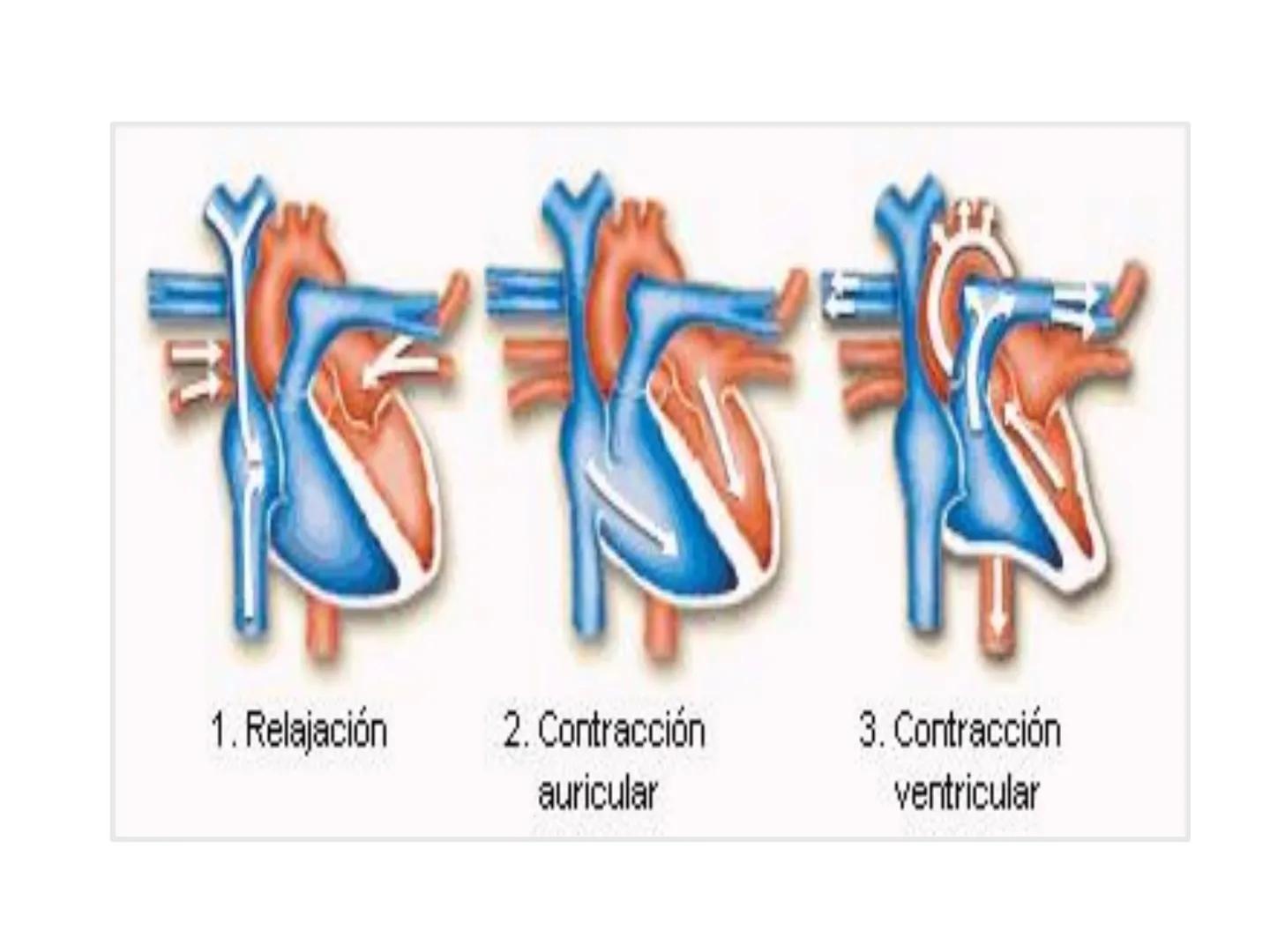 # Anatomía y fisiología del aparato circulatorio
TOC - 085 # GENERALIDADES
* El sistema cardiovascular está formado por el corazón y los va