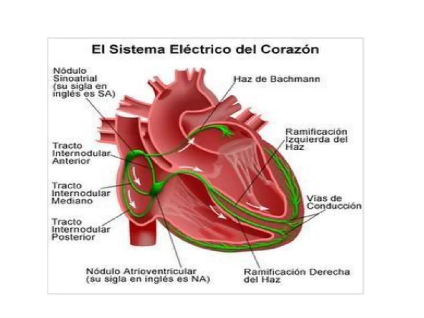 # Anatomía y fisiología del aparato circulatorio
TOC - 085 # GENERALIDADES
* El sistema cardiovascular está formado por el corazón y los va