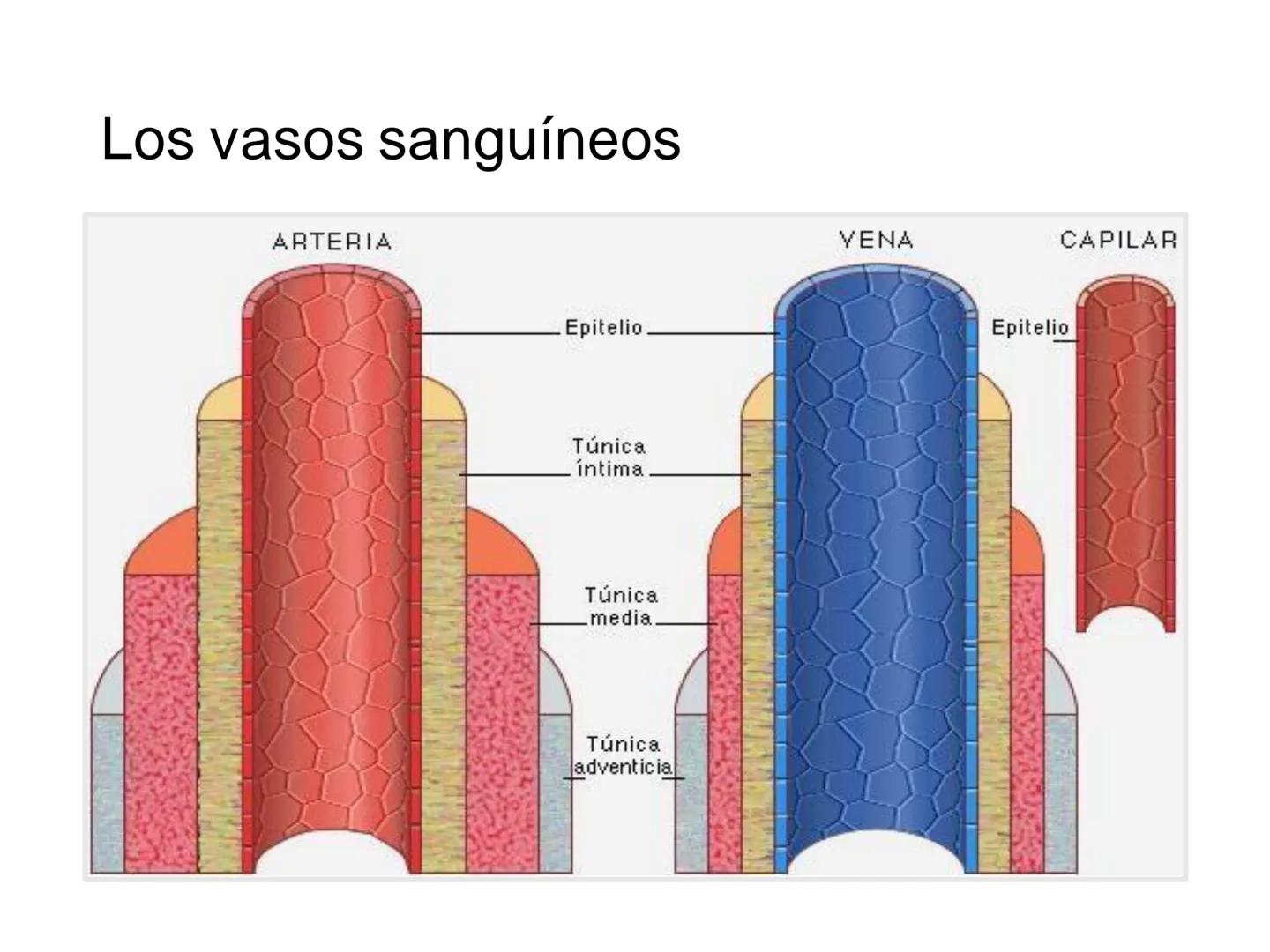 # Anatomía y fisiología del aparato circulatorio
TOC - 085 # GENERALIDADES
* El sistema cardiovascular está formado por el corazón y los va