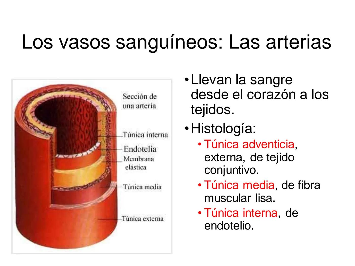 # Anatomía y fisiología del aparato circulatorio
TOC - 085 # GENERALIDADES
* El sistema cardiovascular está formado por el corazón y los va