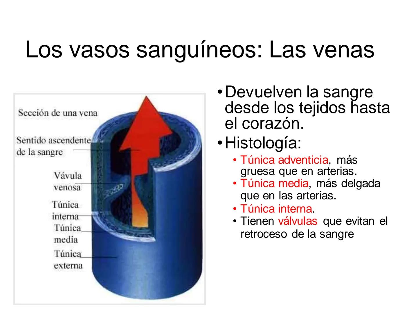 # Anatomía y fisiología del aparato circulatorio
TOC - 085 # GENERALIDADES
* El sistema cardiovascular está formado por el corazón y los va