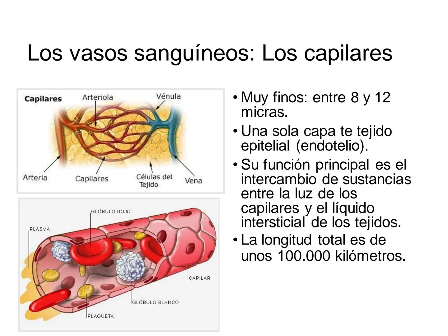 # Anatomía y fisiología del aparato circulatorio
TOC - 085 # GENERALIDADES
* El sistema cardiovascular está formado por el corazón y los va
