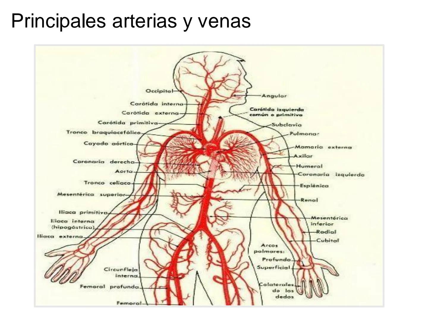 # Anatomía y fisiología del aparato circulatorio
TOC - 085 # GENERALIDADES
* El sistema cardiovascular está formado por el corazón y los va