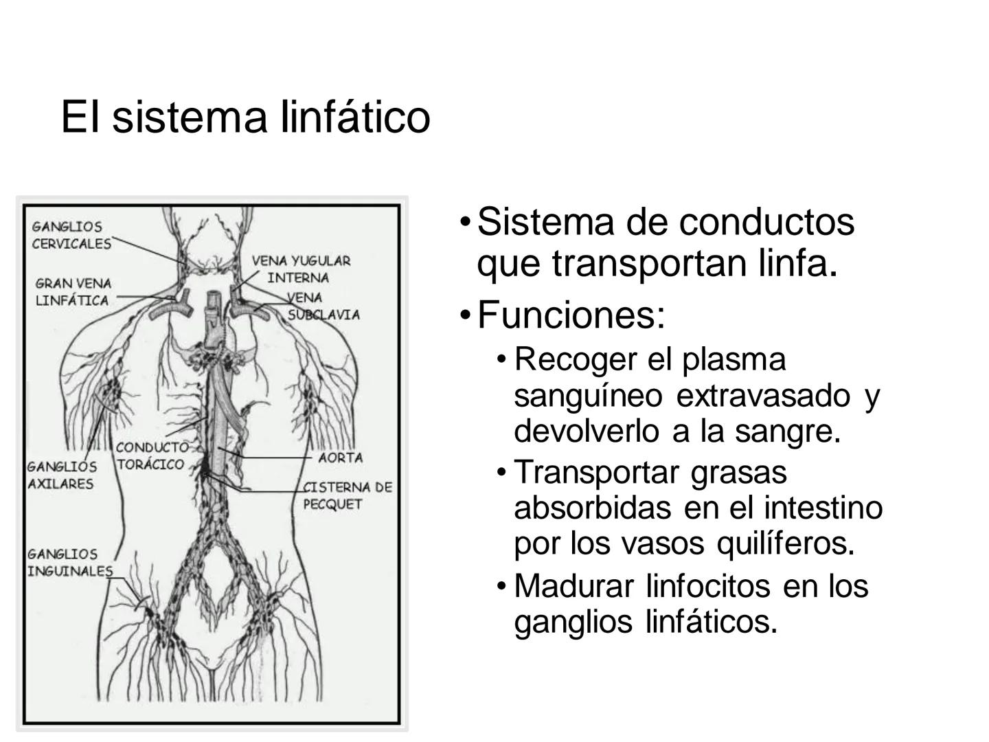 # Anatomía y fisiología del aparato circulatorio
TOC - 085 # GENERALIDADES
* El sistema cardiovascular está formado por el corazón y los va