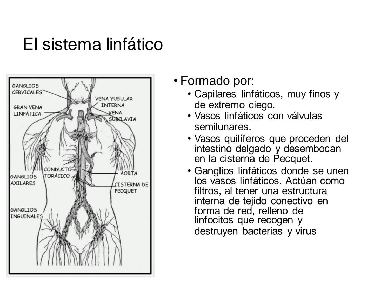 # Anatomía y fisiología del aparato circulatorio
TOC - 085 # GENERALIDADES
* El sistema cardiovascular está formado por el corazón y los va