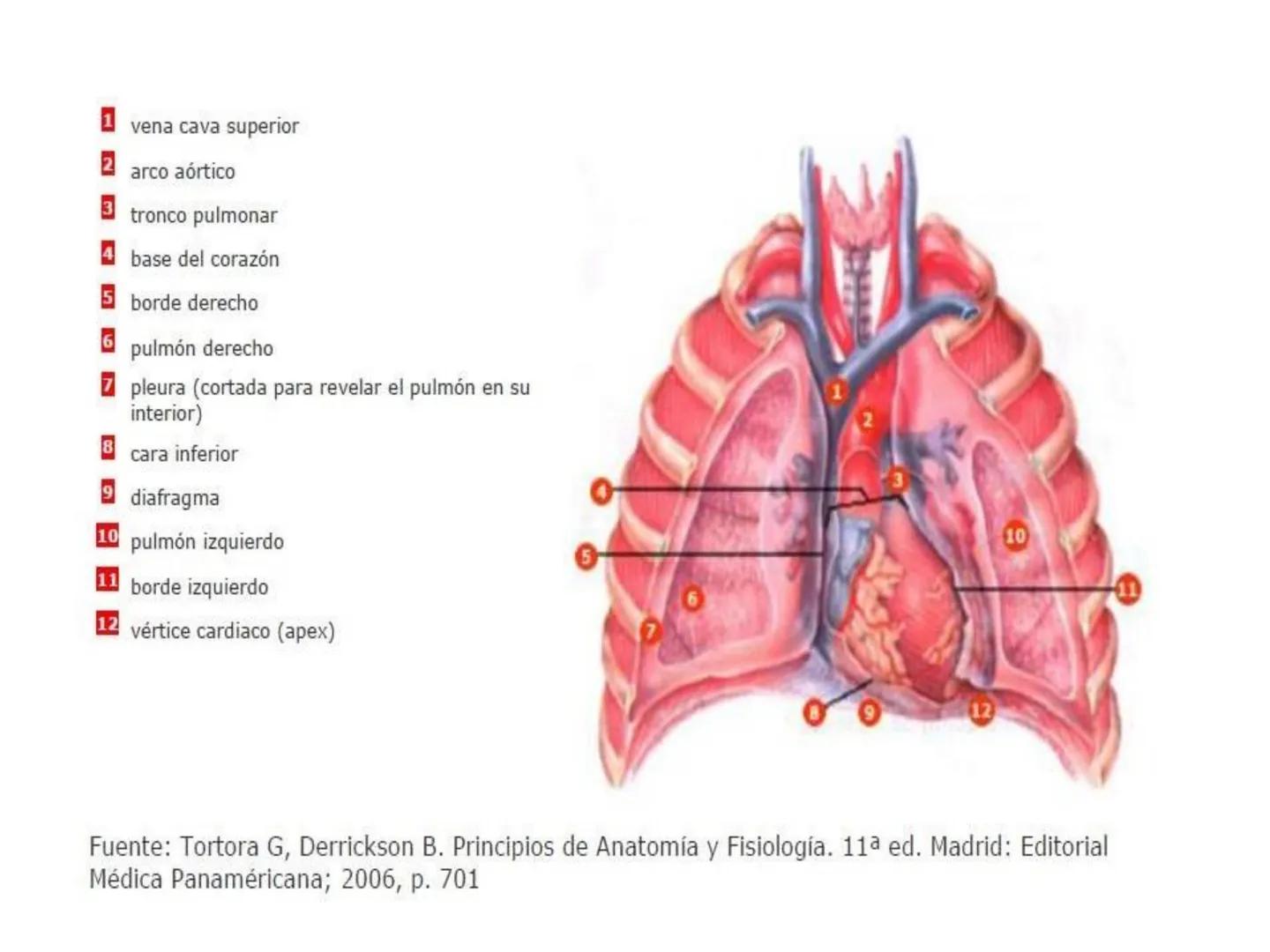 # Anatomía y fisiología del aparato circulatorio
TOC - 085 # GENERALIDADES
* El sistema cardiovascular está formado por el corazón y los va