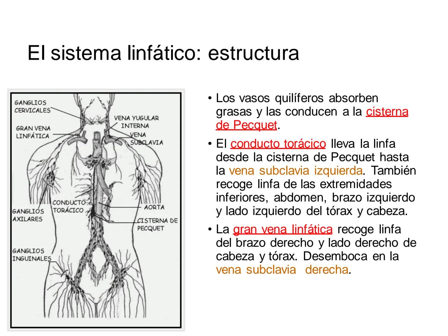 # Anatomía y fisiología del aparato circulatorio
TOC - 085 # GENERALIDADES
* El sistema cardiovascular está formado por el corazón y los va