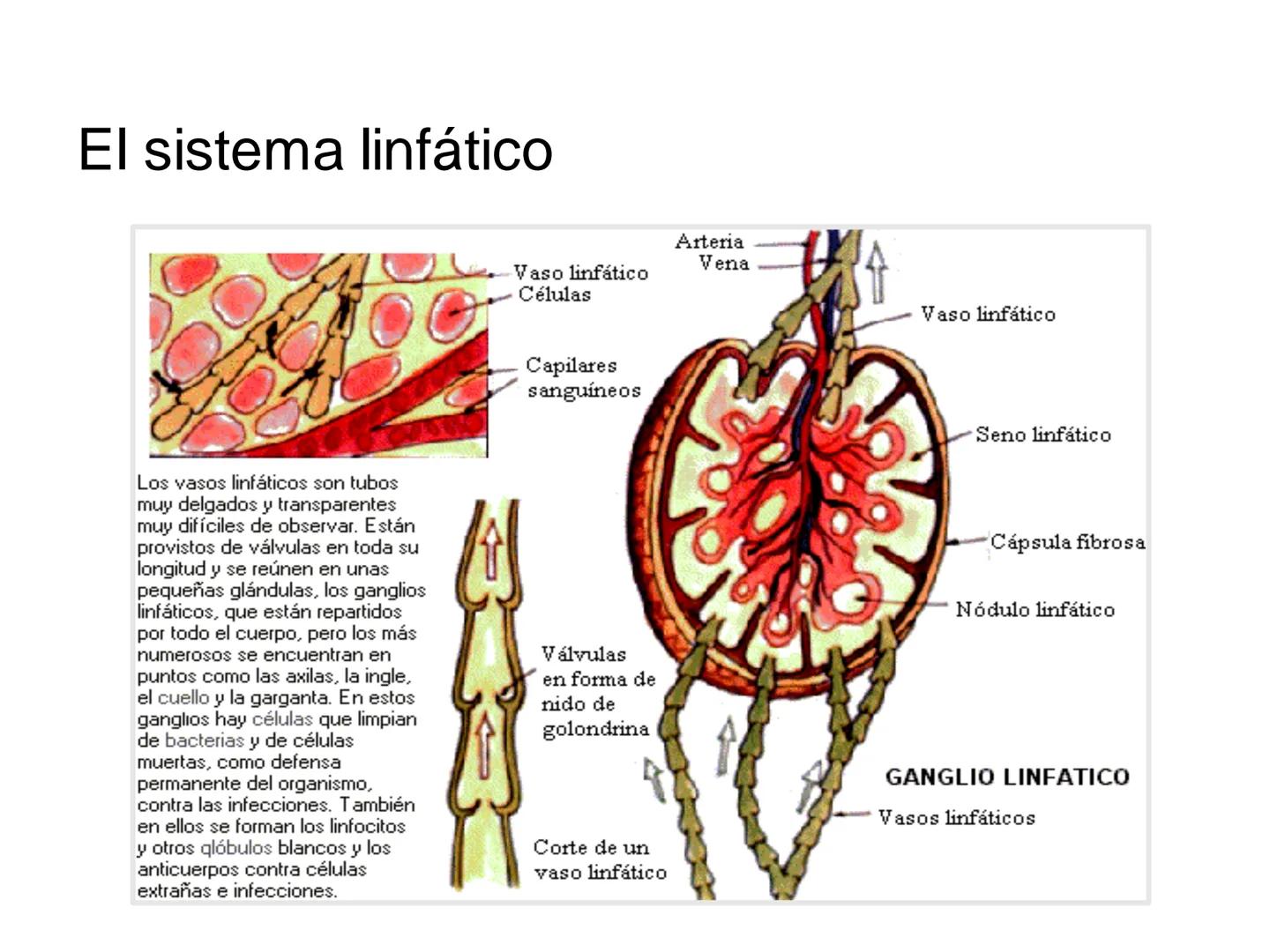 # Anatomía y fisiología del aparato circulatorio
TOC - 085 # GENERALIDADES
* El sistema cardiovascular está formado por el corazón y los va