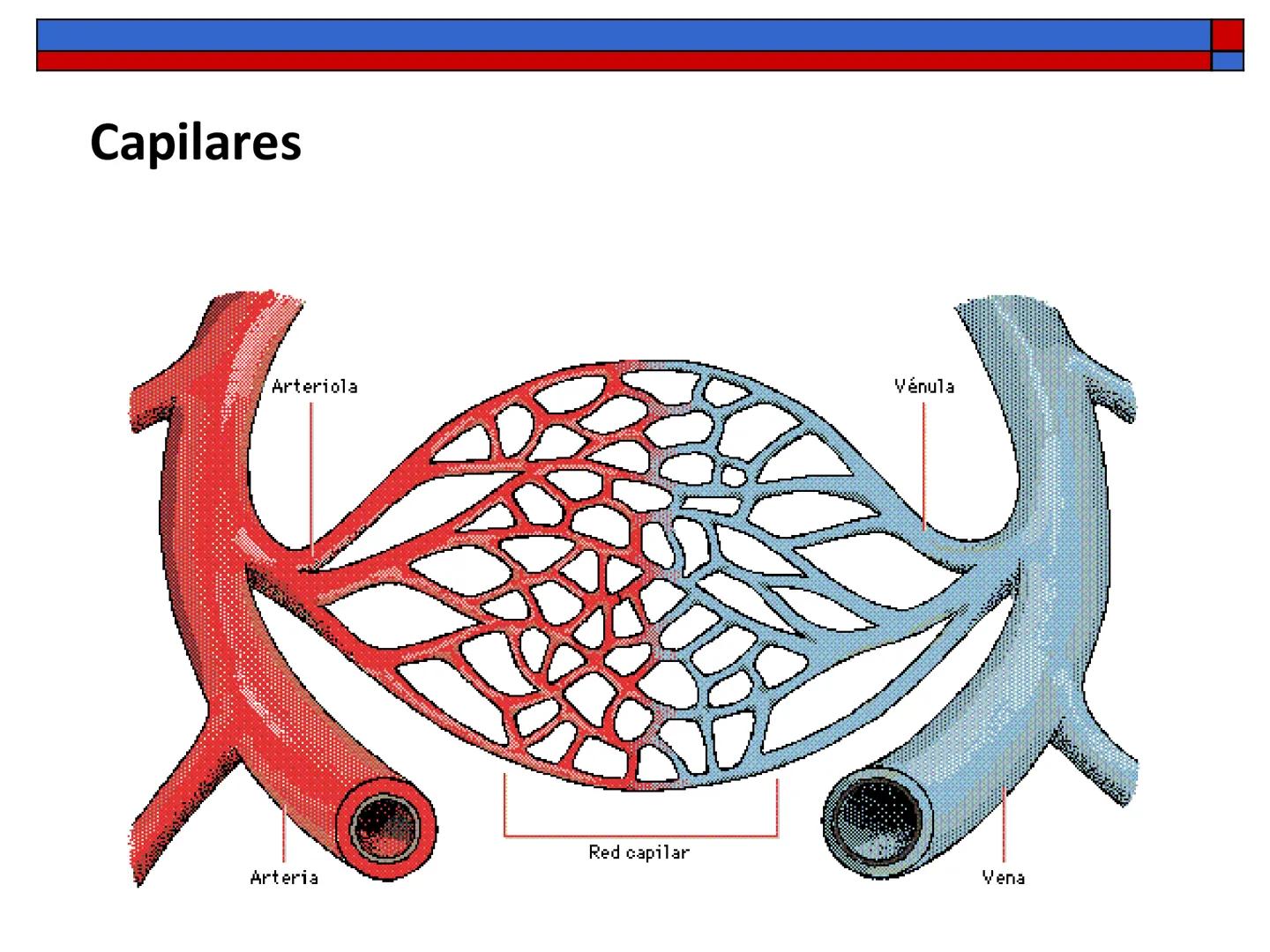 # Anatomía y fisiología del aparato circulatorio
TOC - 085 # GENERALIDADES
* El sistema cardiovascular está formado por el corazón y los va
