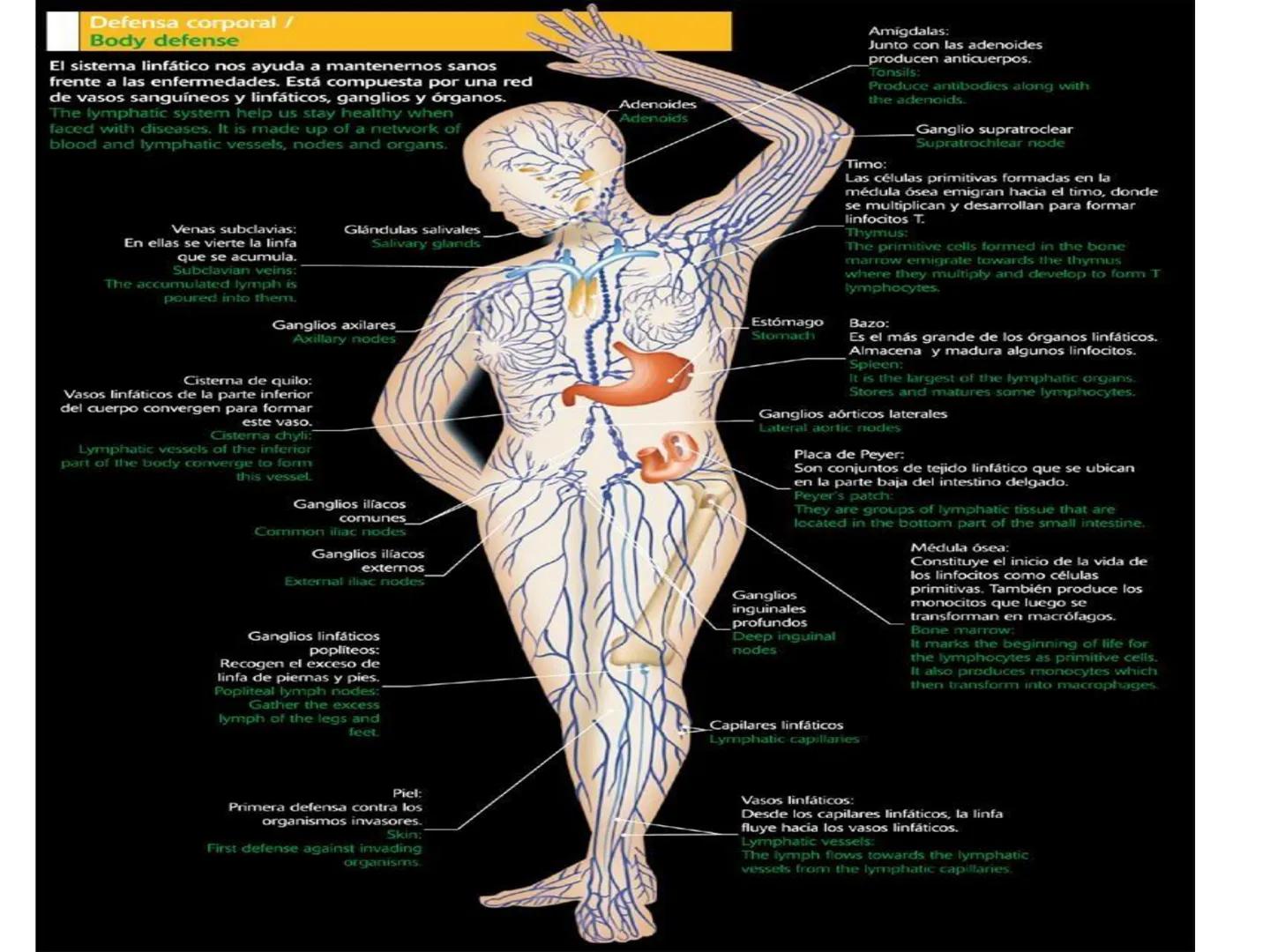 # Anatomía y fisiología del aparato circulatorio
TOC - 085 # GENERALIDADES
* El sistema cardiovascular está formado por el corazón y los va