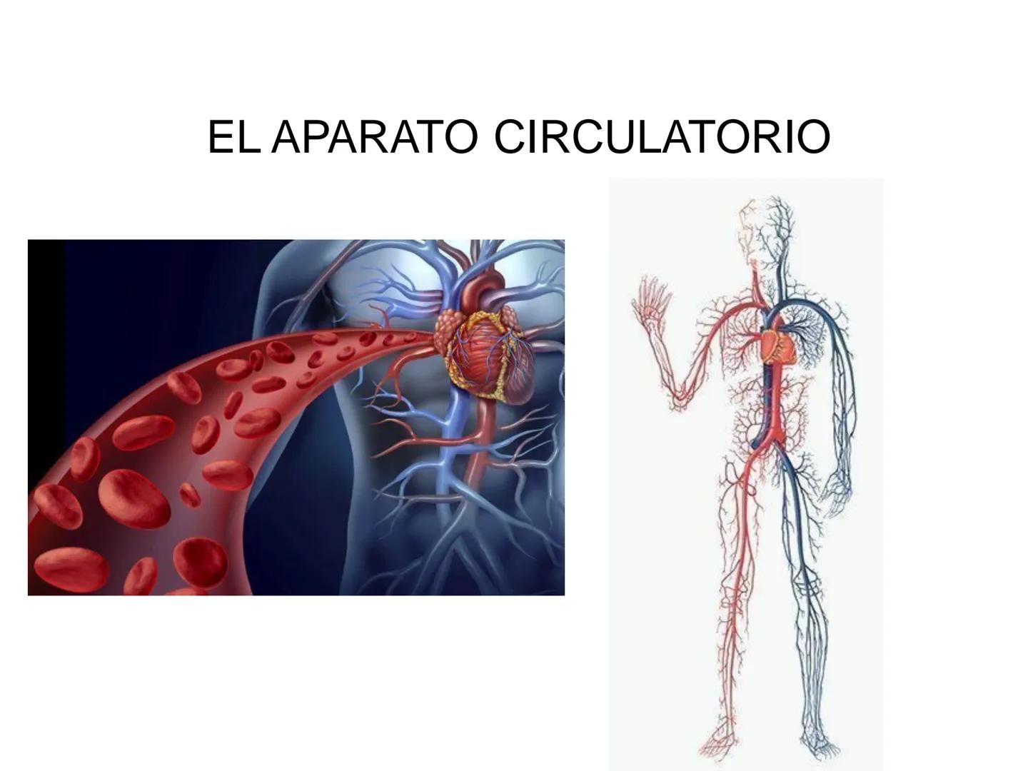 # Anatomía y fisiología del aparato circulatorio
TOC - 085 # GENERALIDADES
* El sistema cardiovascular está formado por el corazón y los va