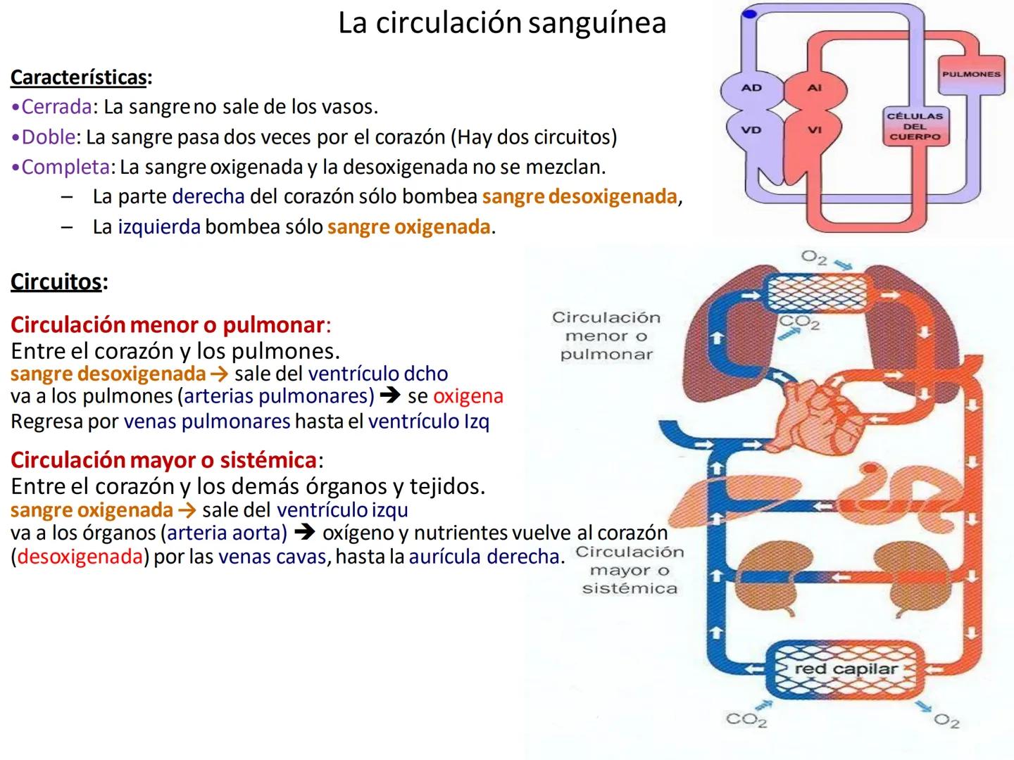 # Anatomía y fisiología del aparato circulatorio
TOC - 085 # GENERALIDADES
* El sistema cardiovascular está formado por el corazón y los va