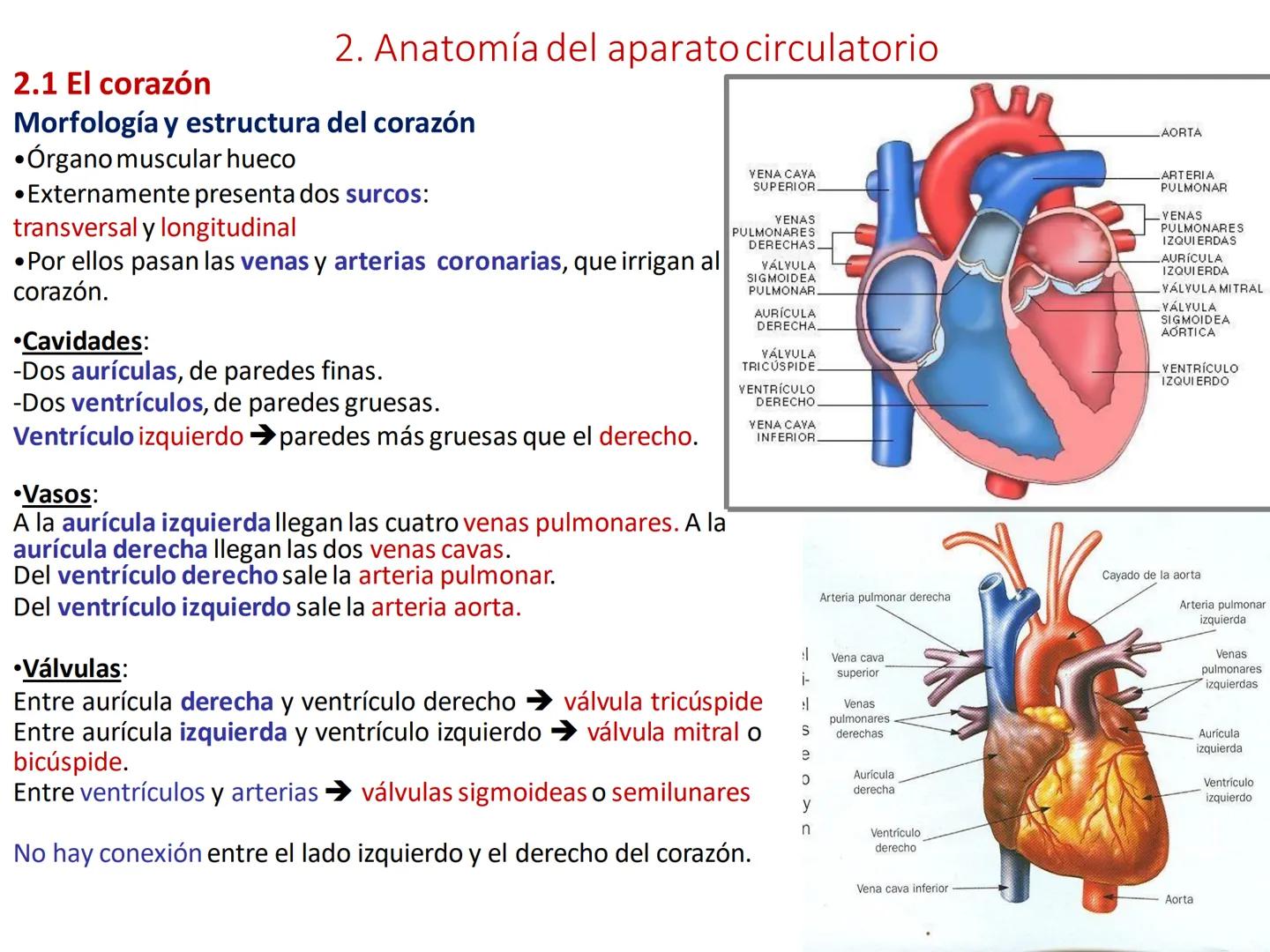 # Anatomía y fisiología del aparato circulatorio
TOC - 085 # GENERALIDADES
* El sistema cardiovascular está formado por el corazón y los va