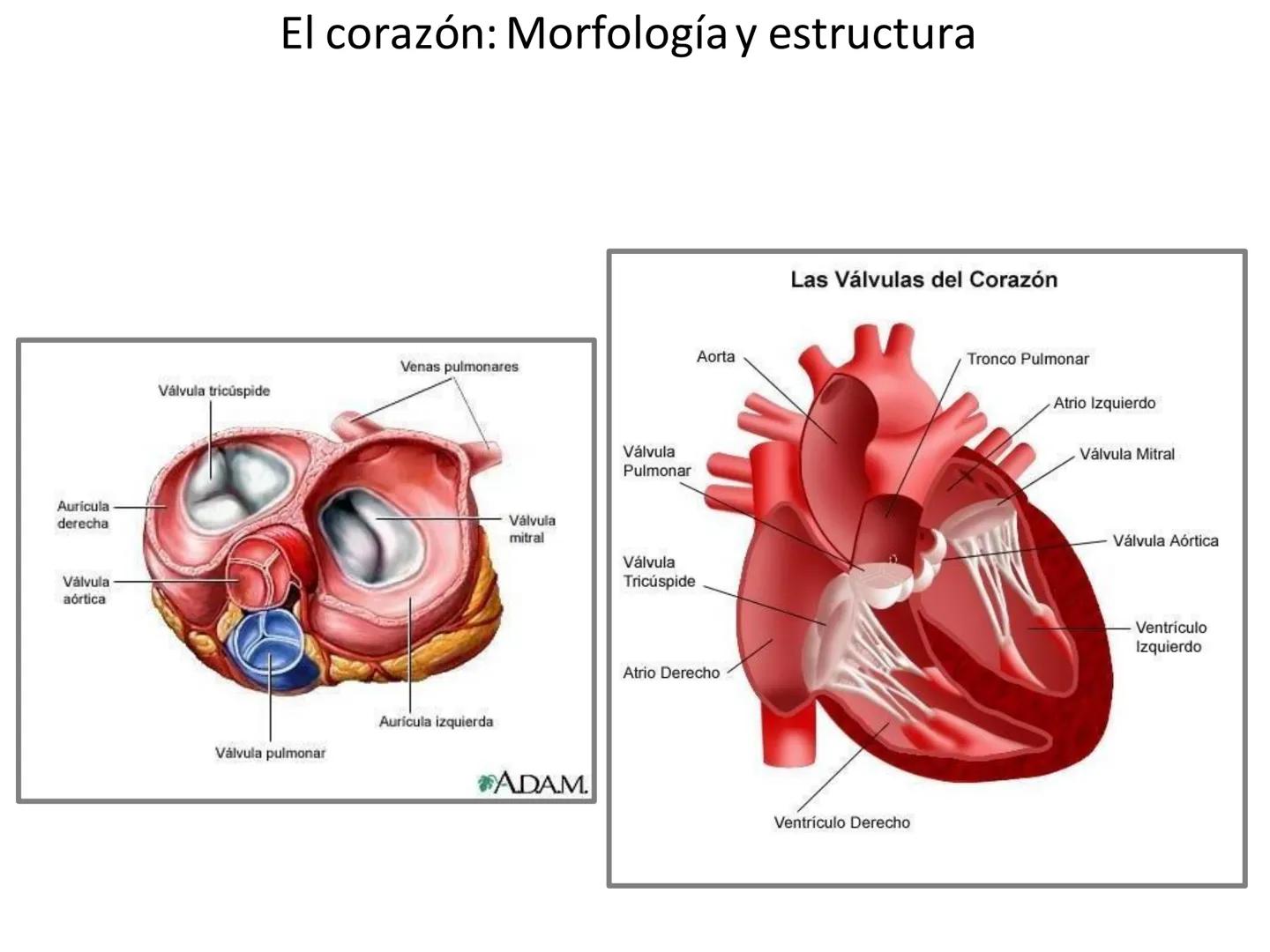 # Anatomía y fisiología del aparato circulatorio
TOC - 085 # GENERALIDADES
* El sistema cardiovascular está formado por el corazón y los va