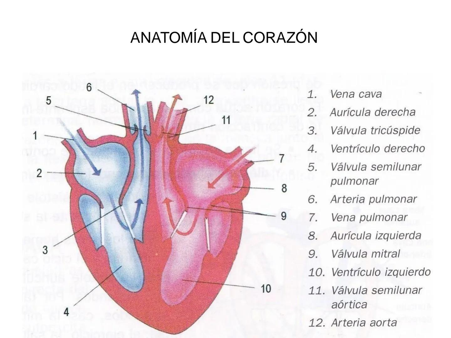 # Anatomía y fisiología del aparato circulatorio
TOC - 085 # GENERALIDADES
* El sistema cardiovascular está formado por el corazón y los va