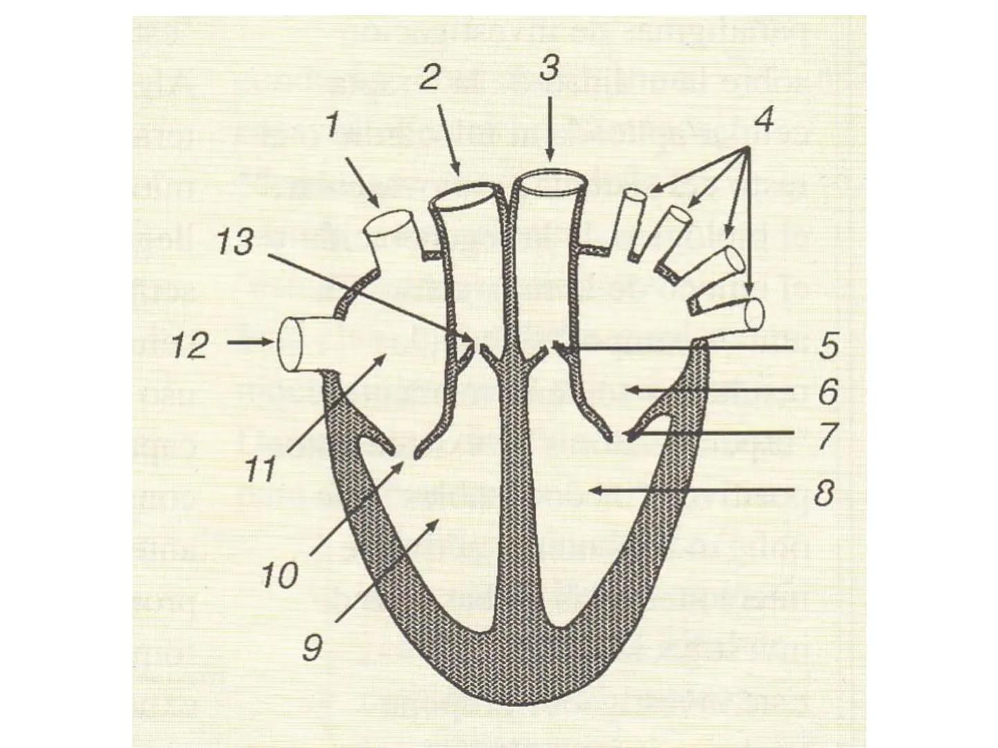 # Anatomía y fisiología del aparato circulatorio
TOC - 085 # GENERALIDADES
* El sistema cardiovascular está formado por el corazón y los va