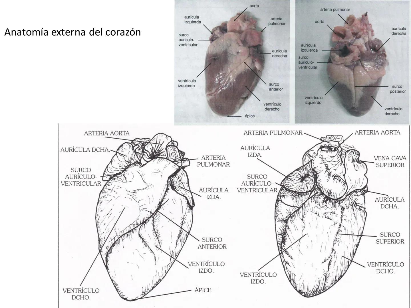 # Anatomía y fisiología del aparato circulatorio
TOC - 085 # GENERALIDADES
* El sistema cardiovascular está formado por el corazón y los va