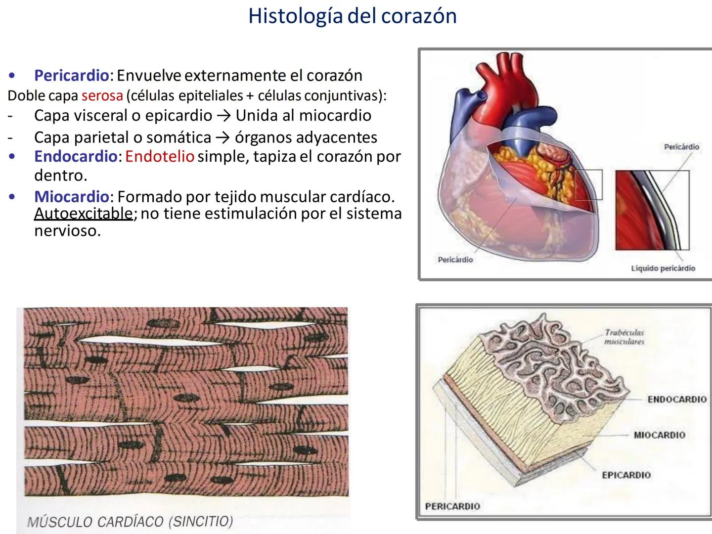 # Anatomía y fisiología del aparato circulatorio
TOC - 085 # GENERALIDADES
* El sistema cardiovascular está formado por el corazón y los va