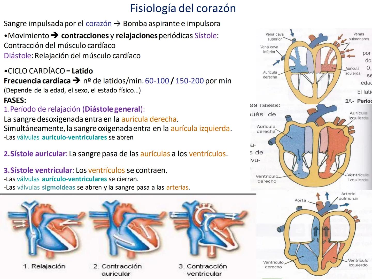 # Anatomía y fisiología del aparato circulatorio
TOC - 085 # GENERALIDADES
* El sistema cardiovascular está formado por el corazón y los va