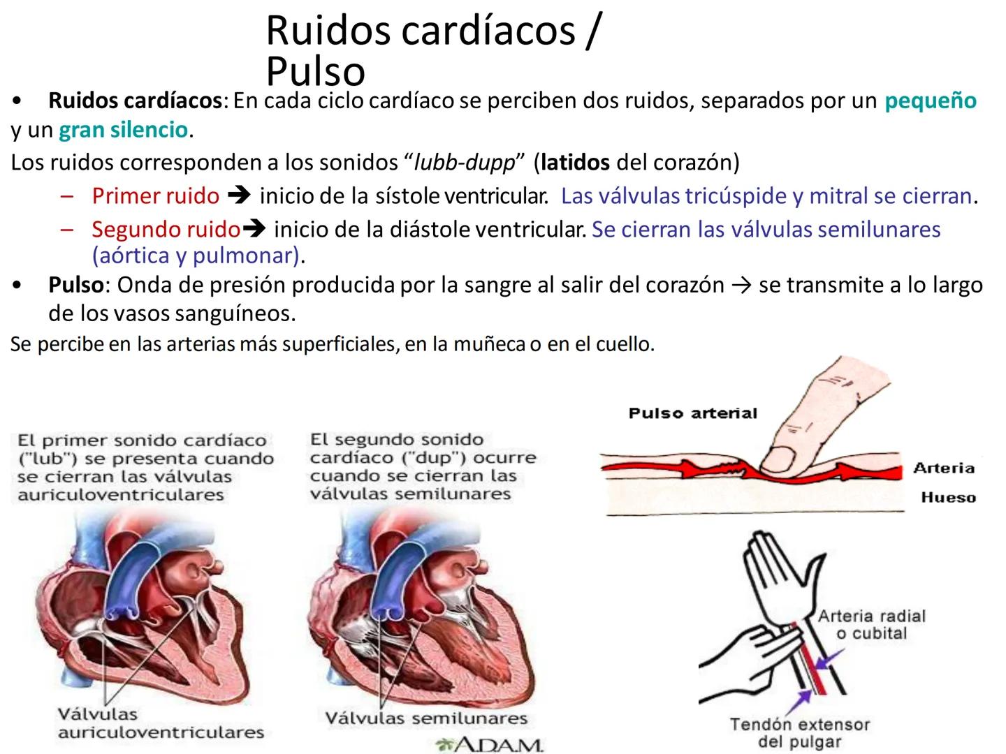 # Anatomía y fisiología del aparato circulatorio
TOC - 085 # GENERALIDADES
* El sistema cardiovascular está formado por el corazón y los va