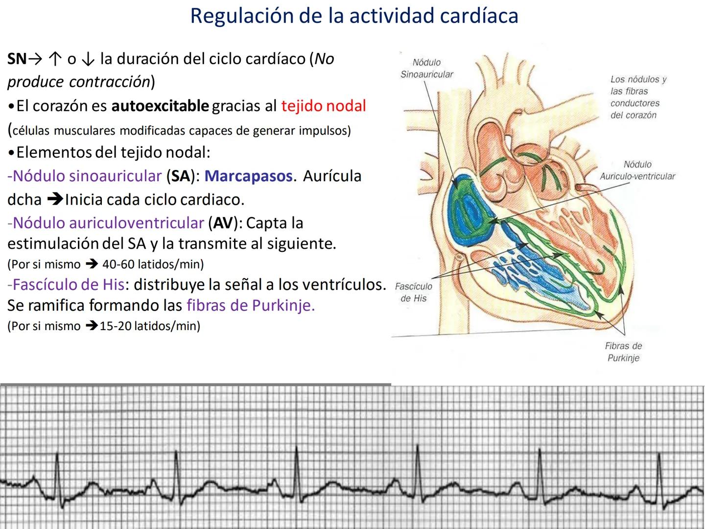# Anatomía y fisiología del aparato circulatorio
TOC - 085 # GENERALIDADES
* El sistema cardiovascular está formado por el corazón y los va
