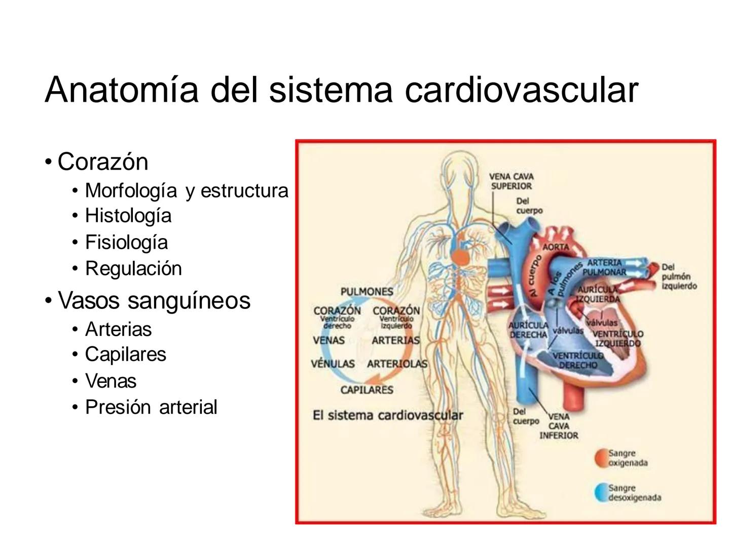# Anatomía y fisiología del aparato circulatorio
TOC - 085 # GENERALIDADES
* El sistema cardiovascular está formado por el corazón y los va