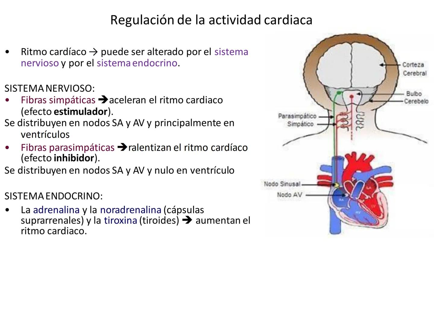 # Anatomía y fisiología del aparato circulatorio
TOC - 085 # GENERALIDADES
* El sistema cardiovascular está formado por el corazón y los va