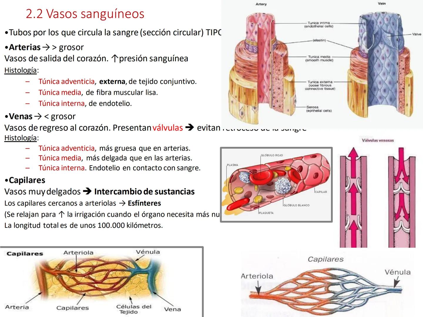 # Anatomía y fisiología del aparato circulatorio
TOC - 085 # GENERALIDADES
* El sistema cardiovascular está formado por el corazón y los va