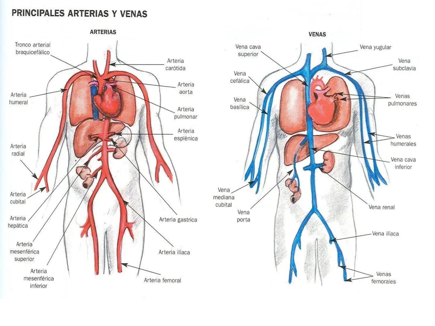 # Anatomía y fisiología del aparato circulatorio
TOC - 085 # GENERALIDADES
* El sistema cardiovascular está formado por el corazón y los va