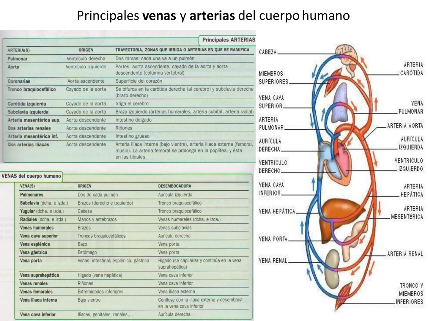 # Anatomía y fisiología del aparato circulatorio
TOC - 085 # GENERALIDADES
* El sistema cardiovascular está formado por el corazón y los va