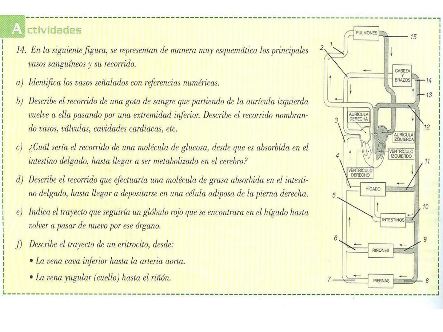 # Anatomía y fisiología del aparato circulatorio
TOC - 085 # GENERALIDADES
* El sistema cardiovascular está formado por el corazón y los va
