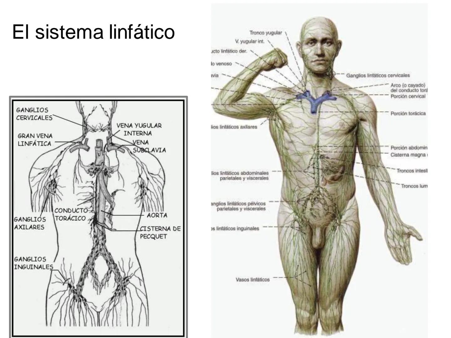 # Anatomía y fisiología del aparato circulatorio
TOC - 085 # GENERALIDADES
* El sistema cardiovascular está formado por el corazón y los va