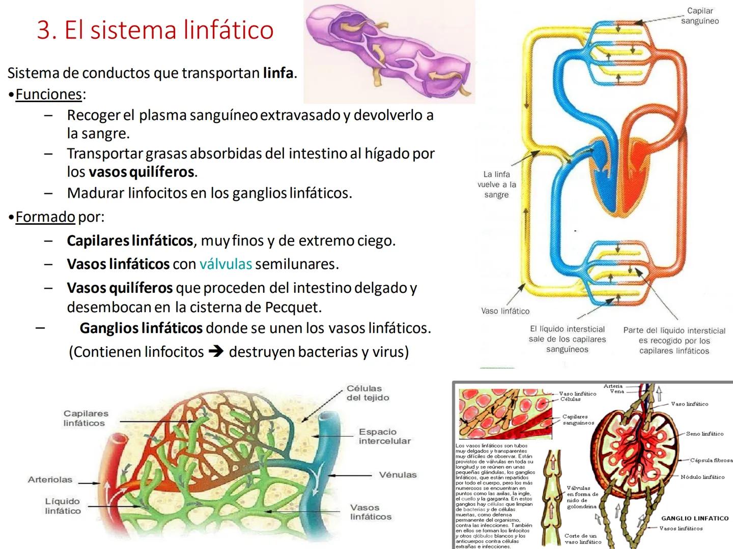 # Anatomía y fisiología del aparato circulatorio
TOC - 085 # GENERALIDADES
* El sistema cardiovascular está formado por el corazón y los va