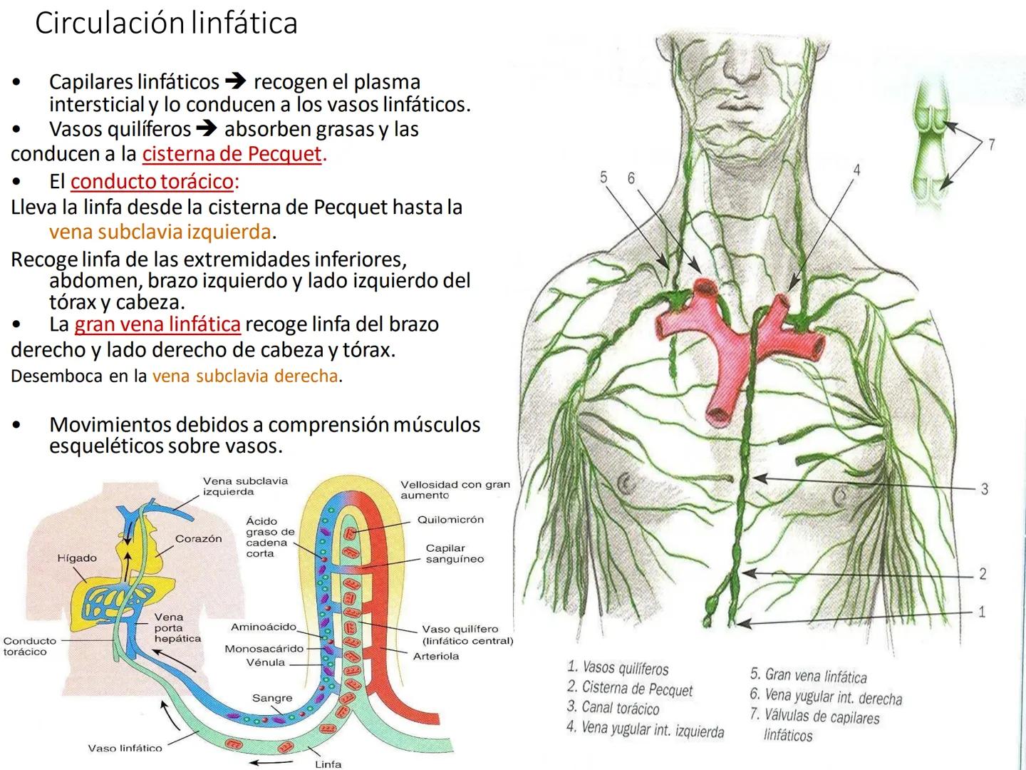 # Anatomía y fisiología del aparato circulatorio
TOC - 085 # GENERALIDADES
* El sistema cardiovascular está formado por el corazón y los va