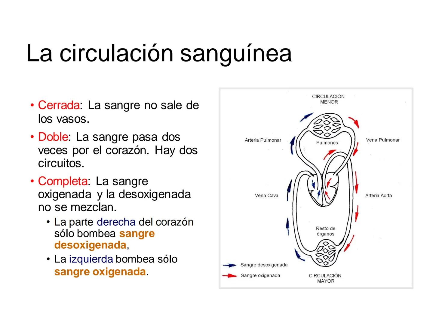 # Anatomía y fisiología del aparato circulatorio
TOC - 085 # GENERALIDADES
* El sistema cardiovascular está formado por el corazón y los va