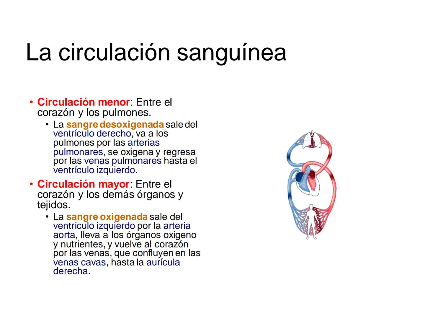 # Anatomía y fisiología del aparato circulatorio
TOC - 085 # GENERALIDADES
* El sistema cardiovascular está formado por el corazón y los va