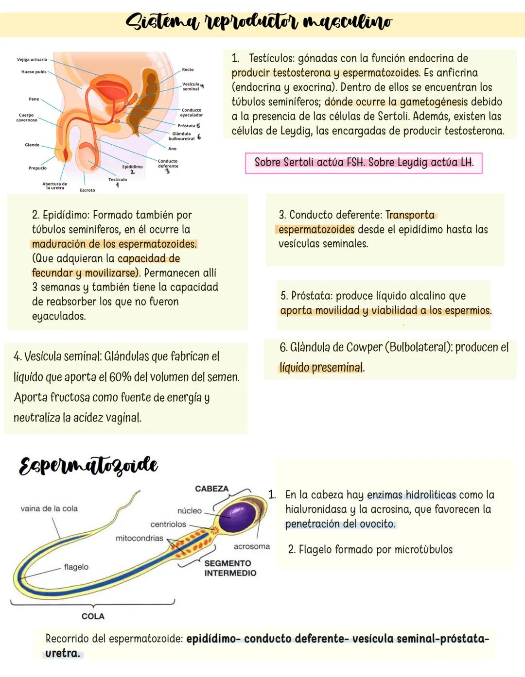 --- OCR Start ---
Vejiga urinaria
Hueso pubis
Pene
Cuerpo
cavernoso
Glande
Sistema reproductor masculino
Vesicula
Conducto
eyaculador
Prósta