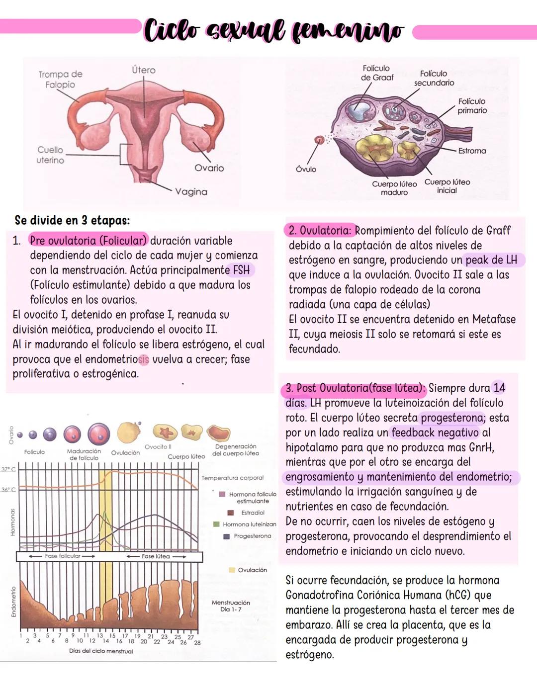 --- OCR Start ---
Vejiga urinaria
Hueso pubis
Pene
Cuerpo
cavernoso
Glande
Sistema reproductor masculino
Vesicula
Conducto
eyaculador
Prósta