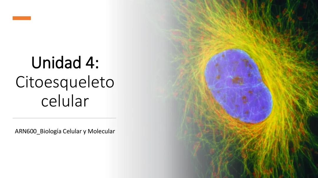 citoesqueleto celular