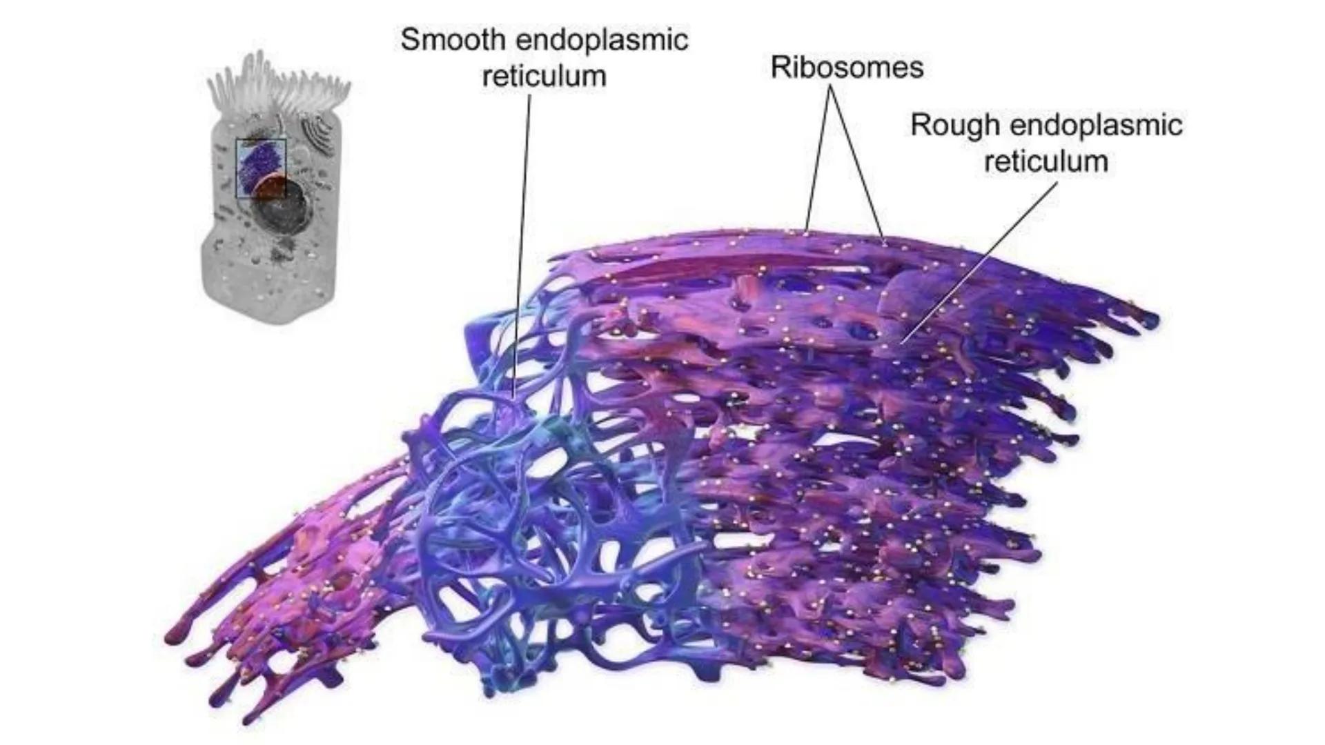 # Unidad 5.
Sistema de
endomembranas
ARN600 Biología Celular y Molecular # Objetivos de Aprendizaje
- Conocer los compartimentos membrano