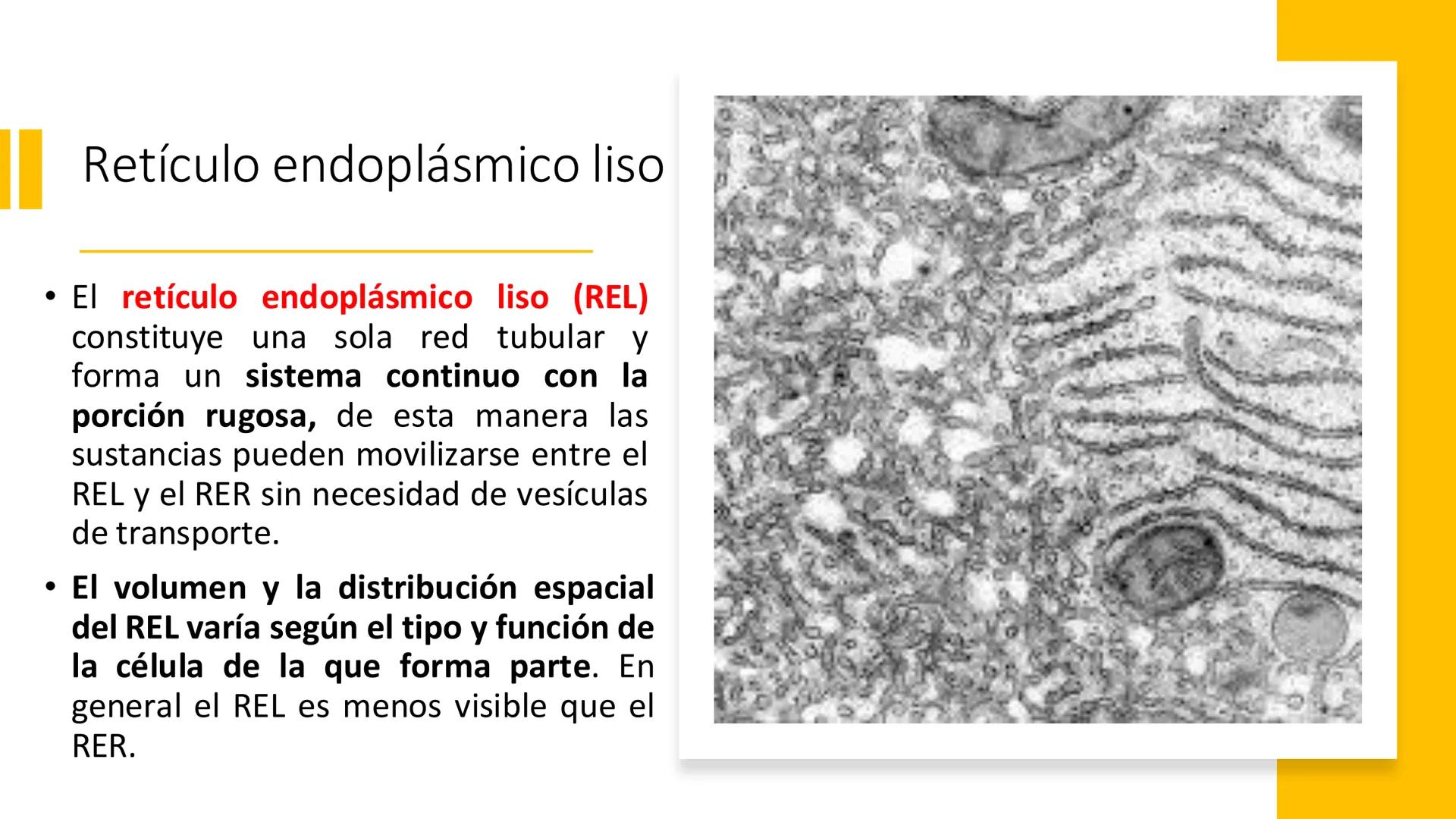 # Unidad 5.
Sistema de
endomembranas
ARN600 Biología Celular y Molecular # Objetivos de Aprendizaje
- Conocer los compartimentos membrano